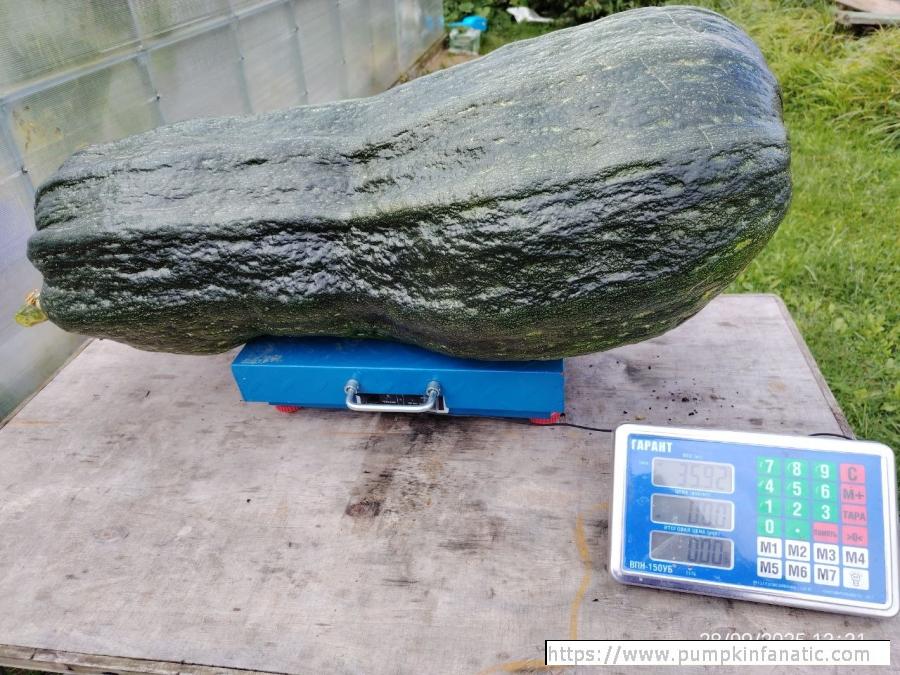 79.19 Dogadaeva 2025